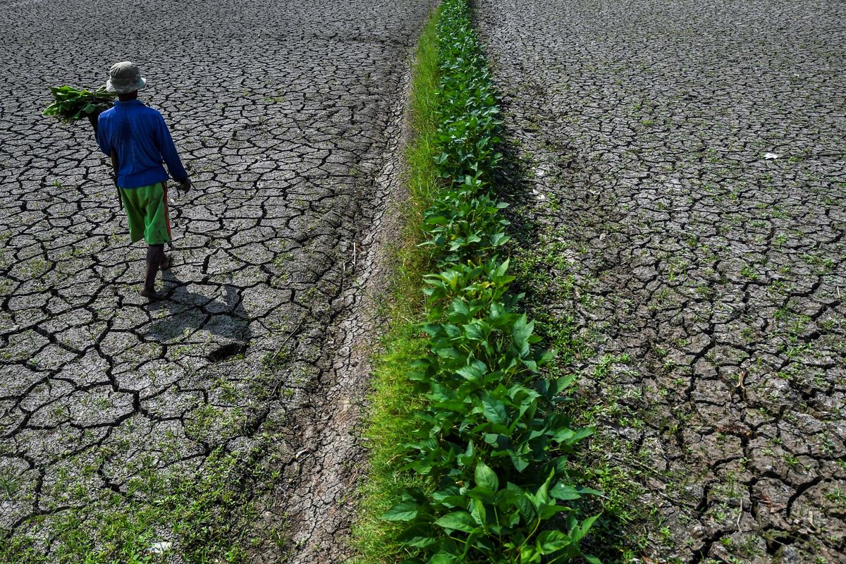 Petani berjalan di lahan sawah irigasi anak Sungai Cimulu yang mengering di Kampung Ciwasmandi, Kelurahan Sukajaya, Kecamatan Purbaratu, Kota Tasikmalaya, Jawa Barat, Kamis (16/7/2026). BMKG Jawa Barat memprediksi sebagian besar wilayah di Jabar mengalami musim kemarau lebih kering dibandingkan kondisi klimatologis normal pada 2026, dengan puncak kemarau diperkirakan terjadi pada Agustus dan mencakup sekitar 90 persen wilayah. ANTARA FOTO/Adeng Bustom