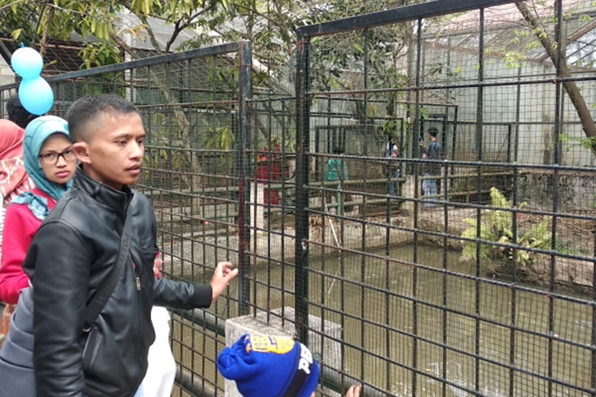 Prngunjung melihat Harimau yang ada di kandang di Taman Satwa Cikembulan, Sabtu (19/10/2019)