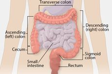 Fungsi Usus Besar dan Cara Menjaga Kesehatannya