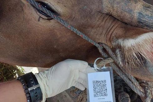 Hewan Kurban Sehat di Bintan Dapat QR Code dari DKPP