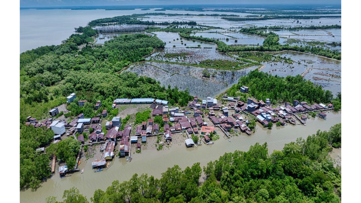 Di Pesisir Kalimantan, Rehabilitasi Mangrove Tak Lagi Sekadar Menanam