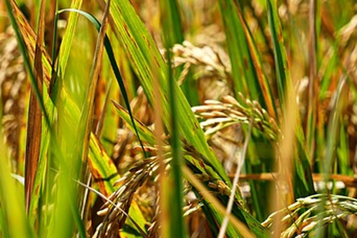 Ilustrasi tanaman padi terserang penyakit