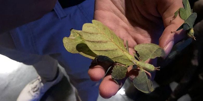 Leaf insect, serangga dari Jawa Barat yang tubuhnya menyerupai daun di Jakarta Aquarium.