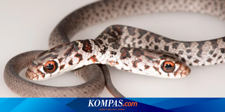 Fenomena Langka, Ular Berkepala Dua Ditemukan di Florida
