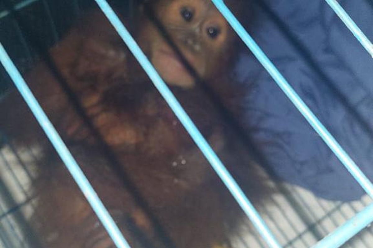Seorang pria ditangkap personel Subdit Tipidter Direktorat (Dit) Reskrimsus Polda Sumut pada Rabu (27/9/2023) dinihari. Dalam penangkapan itu, polisi juga mengamankan 2 individu orangutan yang diduga hendak dijualnya.