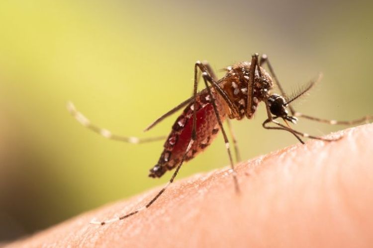 Pakar entomologi IPB mengatakan bahwa nyamuk memiliki kecenderungan dalam memilih korban untuk digigit, meliputi keringat, suhu, dan warna pakaian.