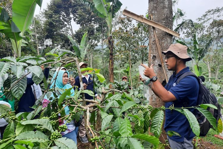 Direktorat Jenderal (Dirjen) Perkebunan Kementerian Pertanian (Kementan) dalam sebuah acara di kebun kopi di Semarang, Jawa Tengah beberapa waktu lalu.
