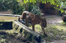 Prabowo Cek Pembangunan Jembatan di Daerah Terdampak Bencana Bireuen