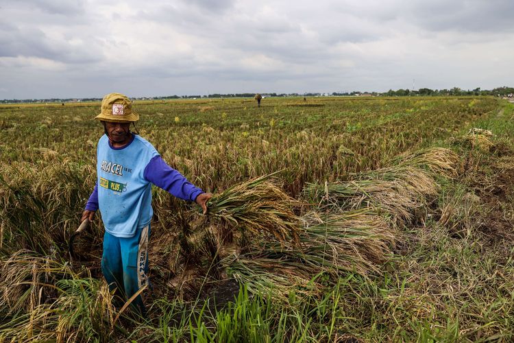 Petani saat memanen padi di area sawah yang terendam banjir di Desa Karangligar, Kecamatan Telukjambe Barat, Karawang, Jawa Barat, Rabu (10/2/2021). Selain curah hujan yang tinggi, luapan Sungai Citarum dan Sungai Cibeet yang merendam areal persawahan sejak Minggu (7/2/2021) tersebut mengakibatkan sebagian besar tanaman padi siap panen rusak dan terancam gagal panen.