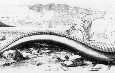 Oarfish yang terdampar di pantai Bermuda pada tahun 1860. Hewan itu memiliki panjang 16 kaki dan awalnya digambarkan sebagai ular laut.