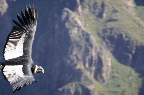 Berburu Foto Burung Kondor di Colca Canyon Peru