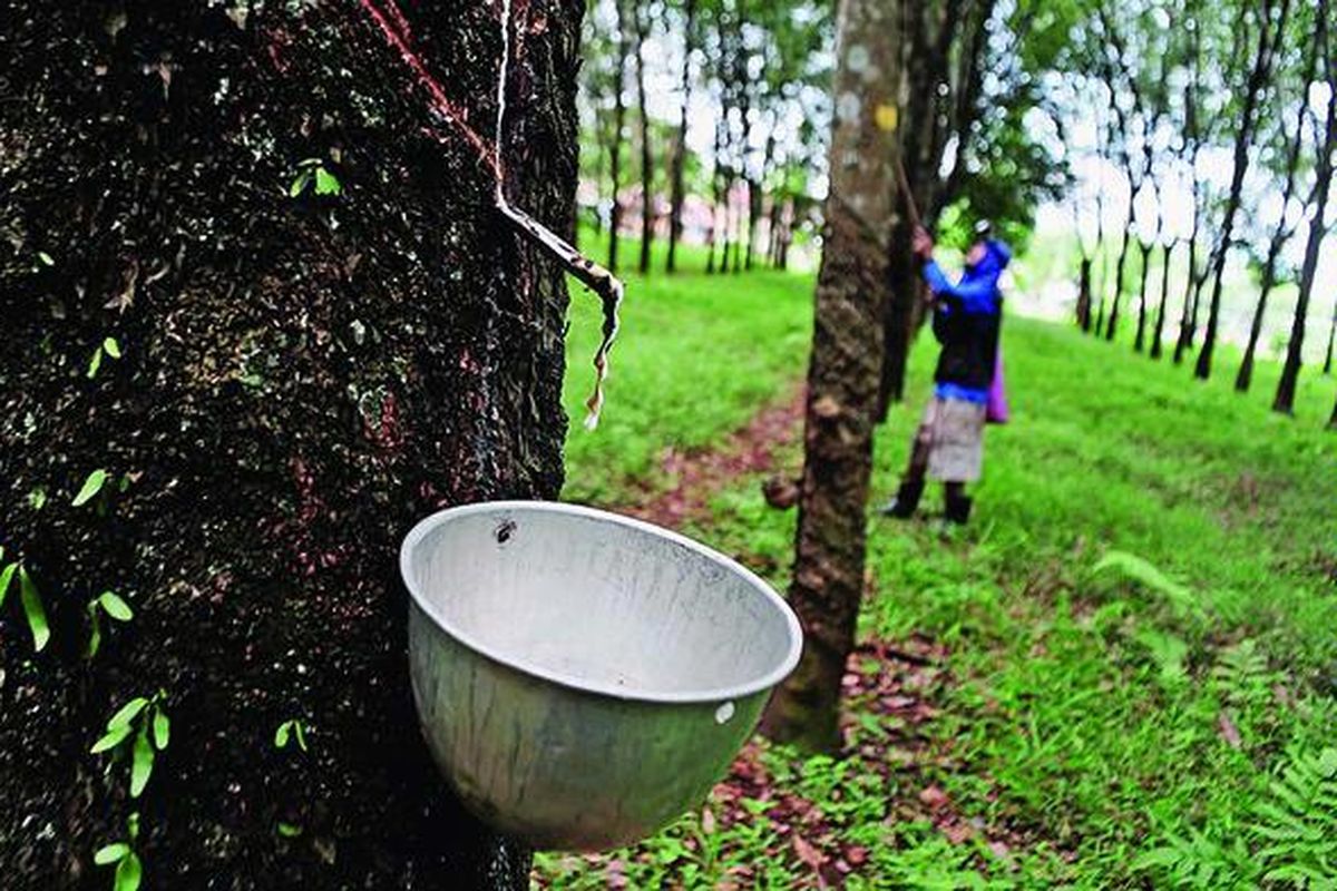 Pekerja merawat pohon karet di Kecamatan Singorojo, Kabupaten Kendal, Jawa Tengah, Senin (4/6). Dari data Badan Litbang Kementerian Pertanian, sasaran jangka panjang agrobisnis karet tahun 2025 adalah produksi karet mencapai 4 juta ton yang 25 persen di antaranya untuk industri dalam negeri.