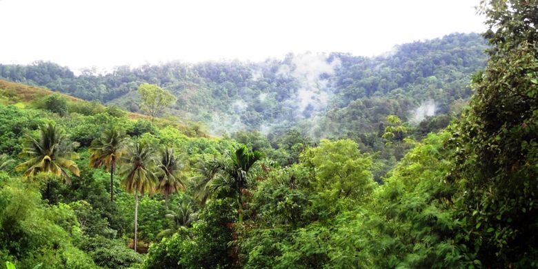 Hutan Batangoru yang berada di tiga kabupaten di Sumatera Utara, menjadi benteng terakhir hutan yang dimiliki Sumatera Utara