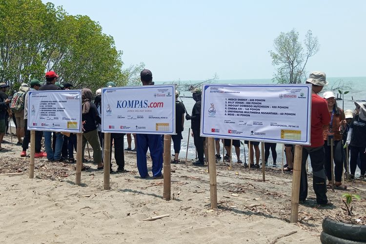 Kegiatan penanaman mangrove dalam rangkaian program Wali Asuh Mangrove di Subang, Kamis (10/10/2024)