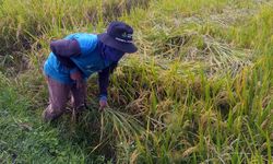 Mendorong Investasi dari Sektor Pertanian