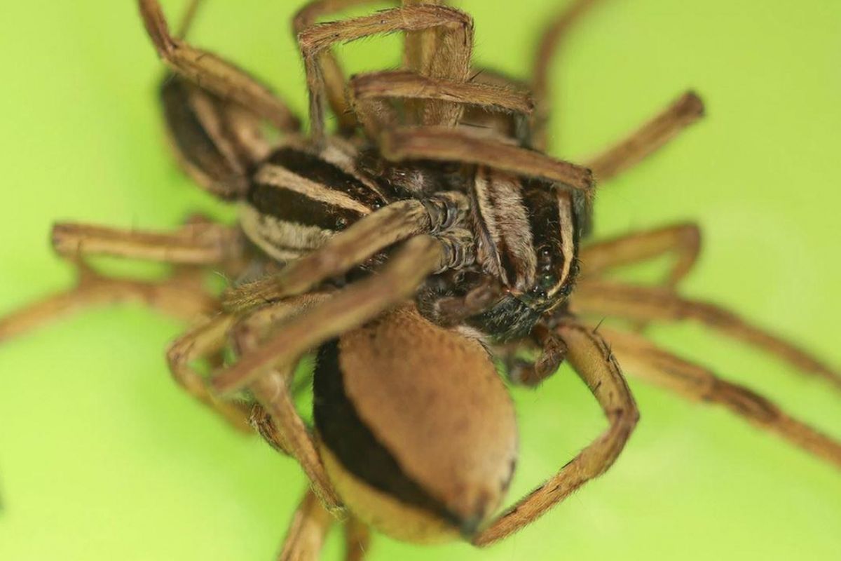Hubungan seksual bertiga pada laba-laba jenis Rabidosa punctulata