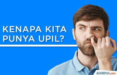 INFOGRAFIK: Misteri Tubuh Manusia, Kenapa Kita Punya Upil?