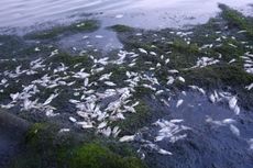 Reklamasi Pantai Ancol dan Ikan Sembilang