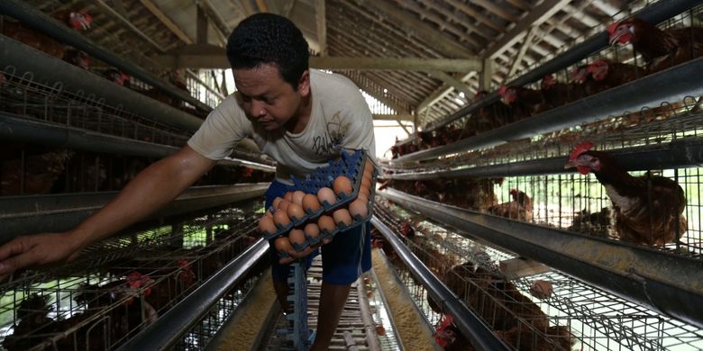 Kementan Imbau Peternak Ayam Petelur Lakukan 4 Hal Ini Agar Untung