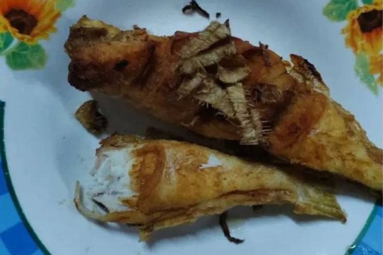 Ikan buntal goreng yang dimakan pasutri Malaysia, Eng Kuai Sin@ Ng Chuan Sing (84) dan Lim Siew Guan (83), pada 25 Maret 2023. Keduanya meninggal karena keracunan, tidak tahu bahwa ikan buntal beracun.