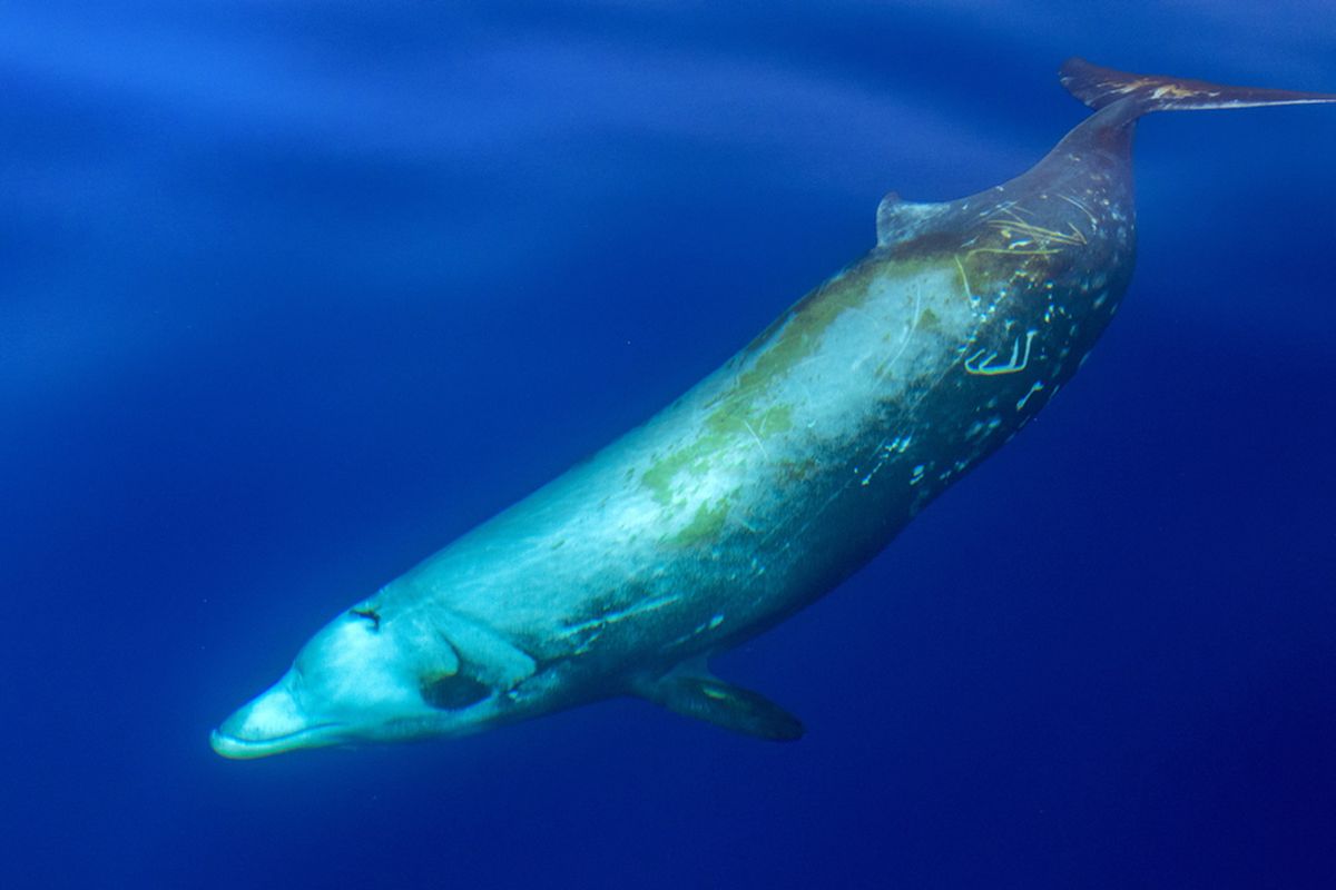 Peneliti mengungkapkan, kadar bahan kimia abadi PFAS pada paus menurun lebih dari 60 persen. Namun, hal itu memunculkan kekhawatiran baru.