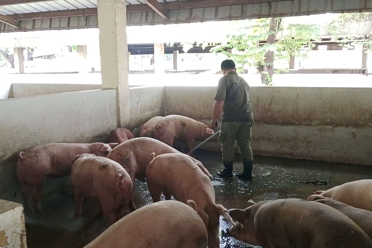 RPH Kapuk Terapkan Isolasi dan Pengobatan untuk Antisipasi Babi Terjangkit Demam Babi Afrika