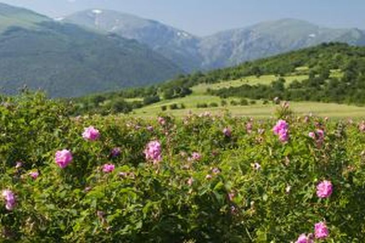 Perkebunan mawar di Lembah Thracian dekat Kazanluk, Bulgaria.