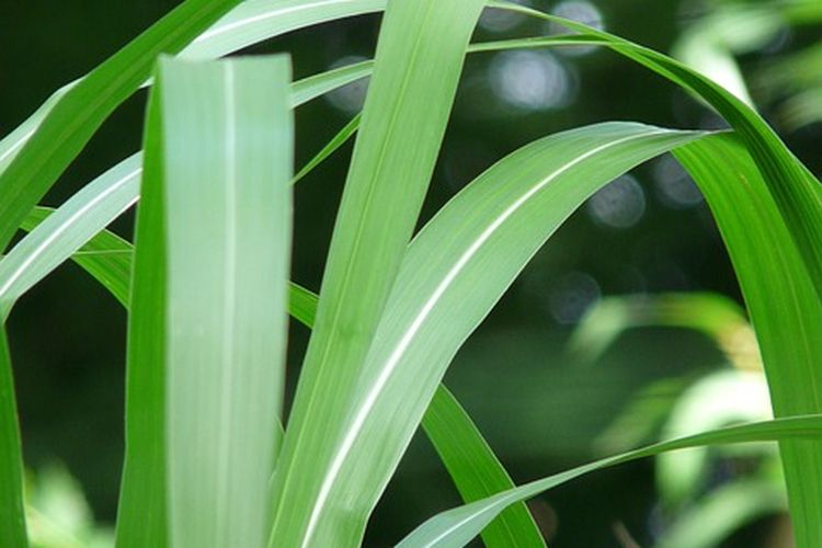 Ilustrasi tanaman rumput odot