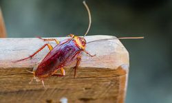 Meski Menjijikkan, Kecoak Bisa Menjadi Solusi atasi Sampah Plastik