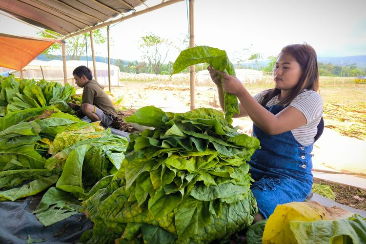 Nadia Afrelia Putri dan para pekerja menata daun tembakau untuk dijemur di Desa Paleran Kecamatan Sumberjamber, Jember, Jum'at (29/8/2025).