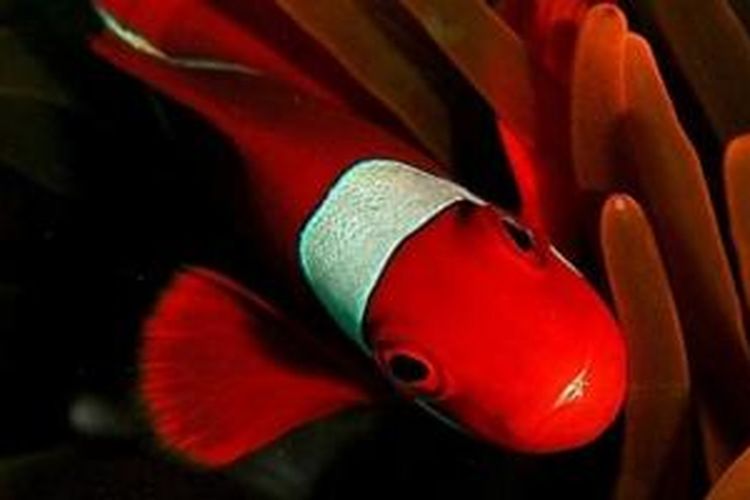 Clown Fish di Taman Nasional Wakatobi, Sulawesi Tenggara.