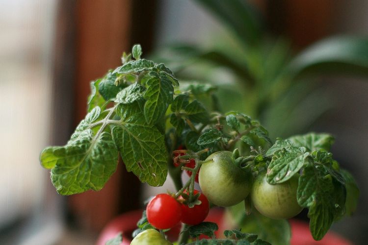 Ilustrasi menanam tomat di pot kecil. 