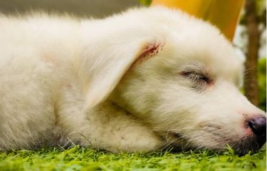 7 Mall yang Boleh Bawa Anjing di Jakarta Halaman all - Kompas.com