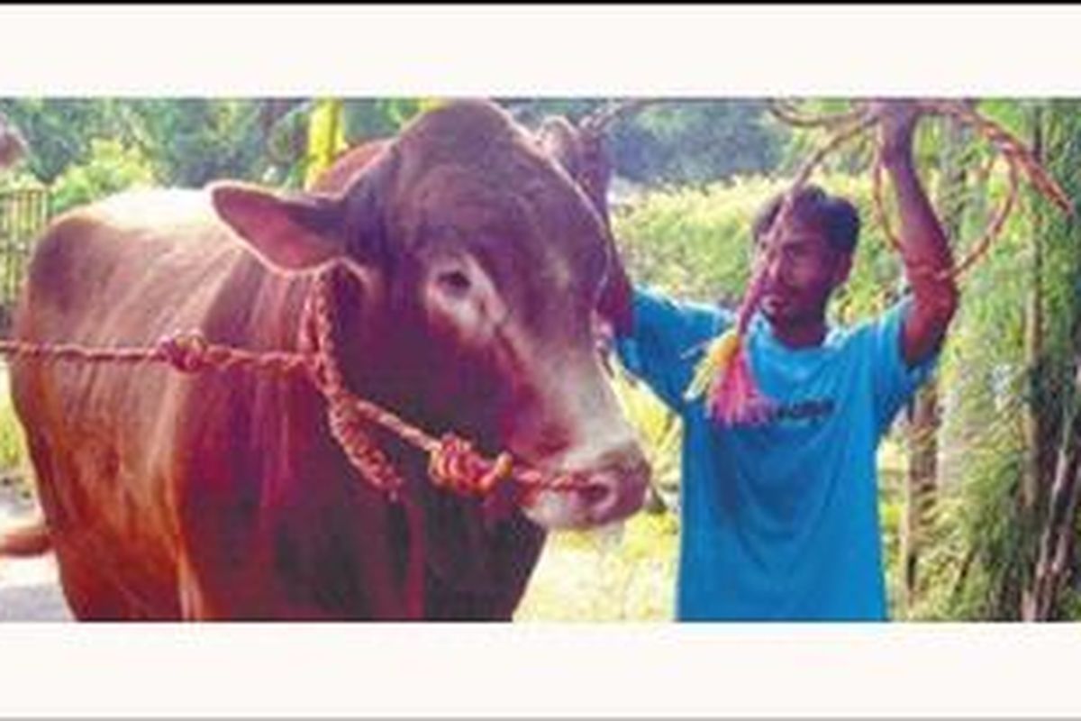 Inilah sapi kurban Presiden Susilo Bambang Yudhoyono sesaat sebelum dikirim ke Jakarta, Minggu (14/11/2010). Sapi super bernama Rambo ini dibeli Presiden dari Suhadi, peternak asal Dusun Tegalbero,Wirogunan, Kecamatan Purworejo, Kota Pasuruan.