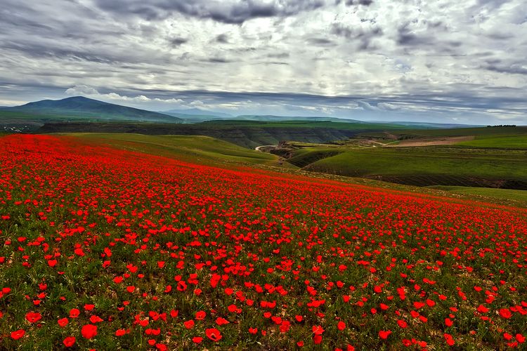 Hamparan kebun bunga tulip di Turkestan, Kazakhstan. Fauna & Flora menyoroti 10 spesies terancam punah 2026, dari elang hingga tulip liar.