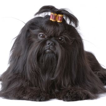 Ilustrasi anjing Shih tzu.