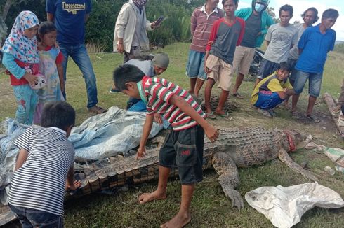 Akhir Kisah Buaya Cumping, Tewaskan Bocah 8 Tahun, Ditangkap Ramai-ramai, dan Dibunuh