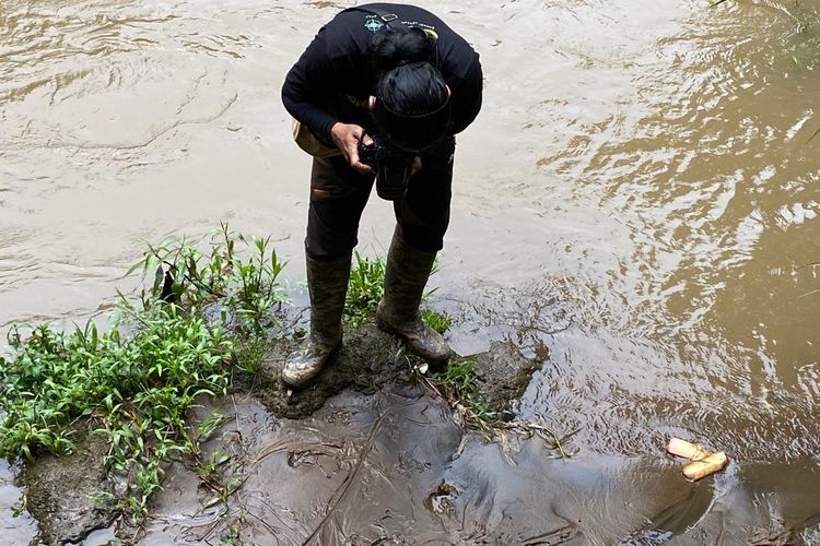 Dalam studi berang-berang di segmen 4 Ciliwung Depok, pada Sabtu (8/10/2022) Komunitas Asta Indonesia menemukan jejak yang disinyalir milik berang-berang di Sungai Ciliwung Depok. 