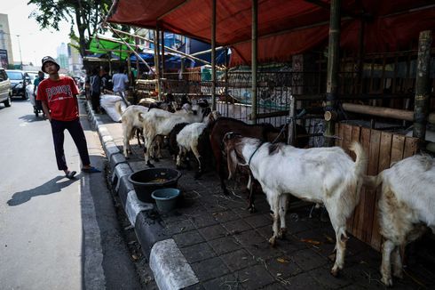 Koalisi Pejalan Kaki Minta DKI Sewa Lahan buat Pedagang Hewan Kurban