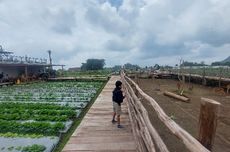 Minum Kopi Sambil Main Bersama Rusa di Hutan Desa Magelang