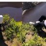Viral, 2 Pengunjung Danau Kelimutu Nekat Lewati Pagar Pembatas demi Foto