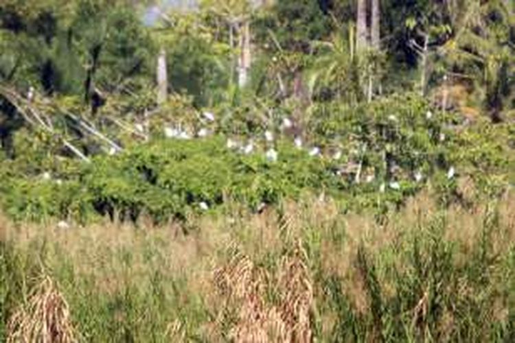 Sekelompok burung kuntul kecil kembali ke pohon saat suasana temaram gerhana matahari di pinggiran danau Limboto