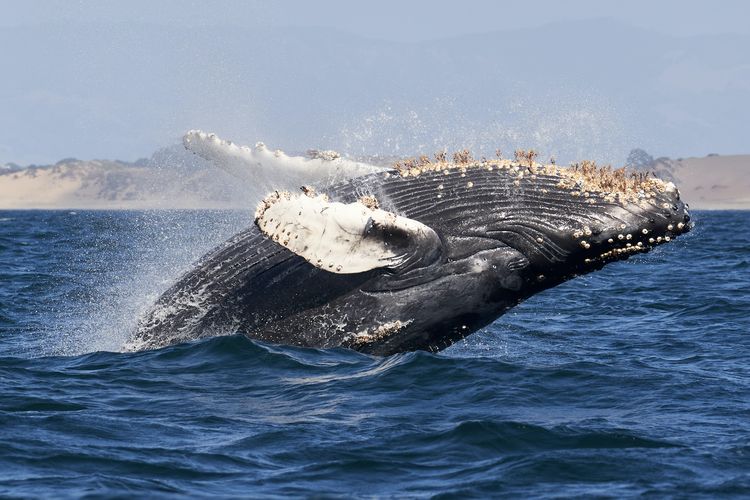 Paus bungkuk atau humpback whale yang nampak di Monterey Bay.