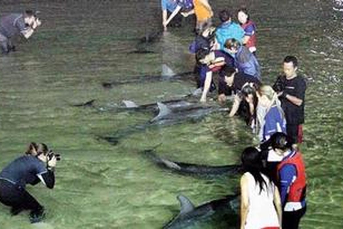 Memberi makan lumba-lumba liar adalah hal paling menarik di Tangalooma.