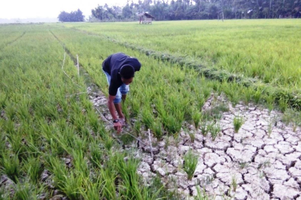 Petani memperlihatkan sawah mengering akibat kemarau di Desa Matang Keh, Kecamatan Pirak Timu, Kabupaten Aceh Utara, Jumat (16/2/2018).