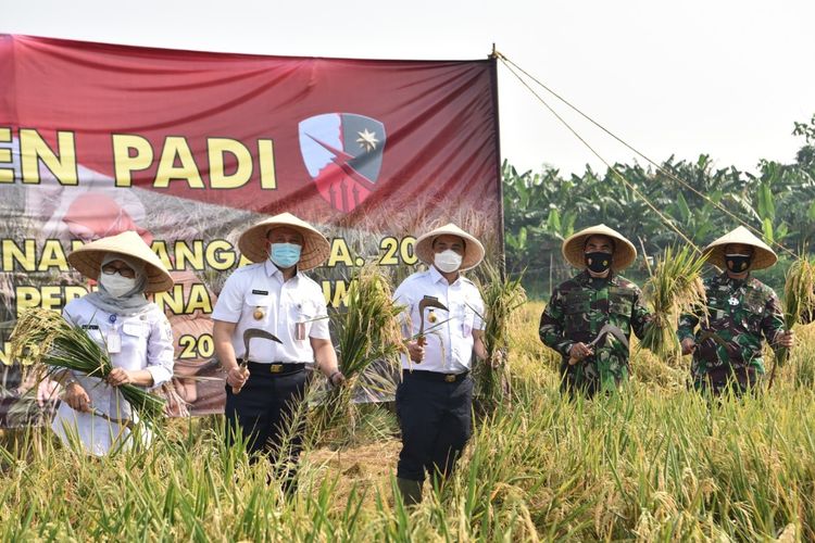 Wakil Gubernur DKI Jakarta Ahmad Riza Patria dan jajaran TNI melakukan panen padi di Lanud Halim Perdanakusuma, Rabu (11/11/2020).
