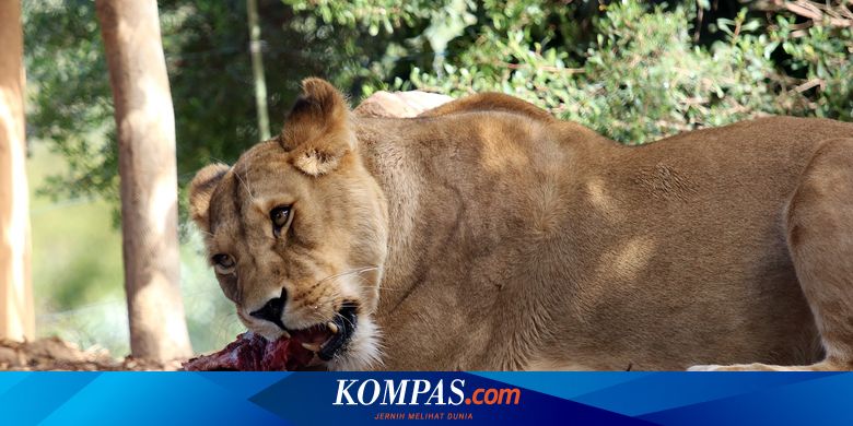 Mengenal Rantai Makanan dan Jaring-Jaring Makanan - Vimarsana News
