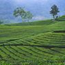 10 Wisata Ciater Subang, Cocok untuk Liburan bersama Keluarga 