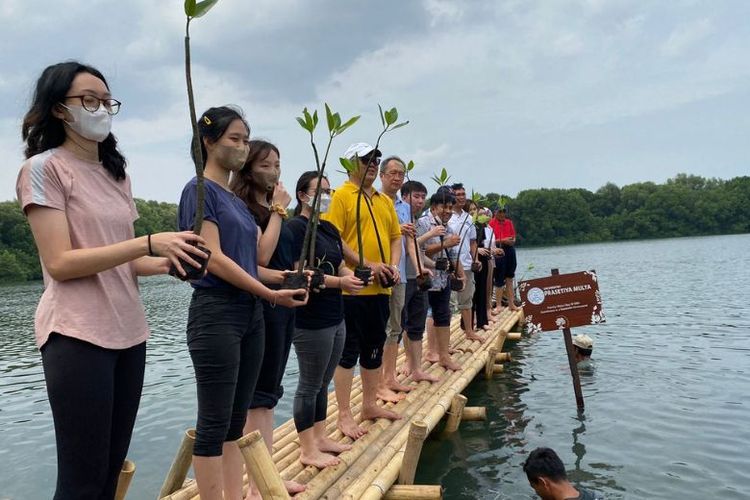 Wisudawan Universitas Prasetya Mulya tahun ajaran 2021/2022 melakukan penanaman mangrove di Taman Wisata Alam Mangrove, Jakarta Utara, Jumat (25/11/2022).