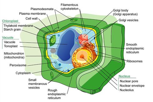 Retikulum Endoplasma: Jenis dan Fungsinya